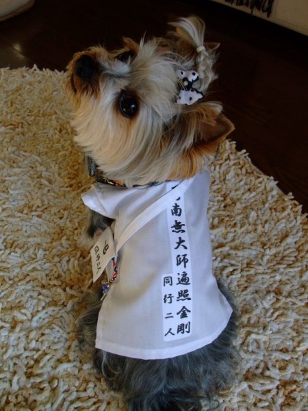 画像5: わんにゃん白衣　Lサイズ　　規格外品 (5)