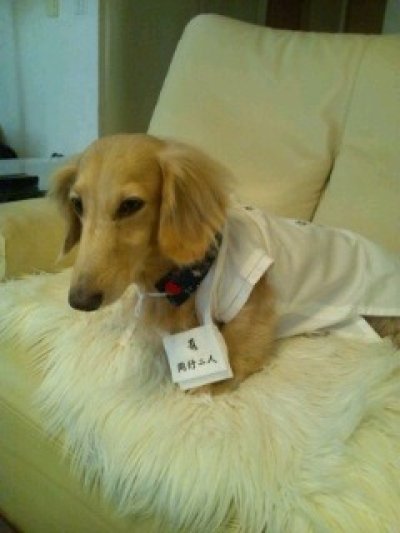 画像3: 白衣　Ｍ   さんや袋付き