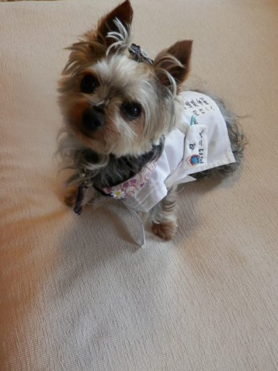 画像2: わんにゃん白衣　Lサイズ　　規格外品