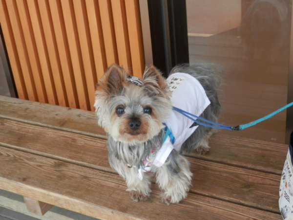 画像6: 白衣 S  さんや袋付き (6)