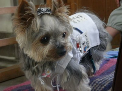 画像2: 白衣　Ｍ   さんや袋付き