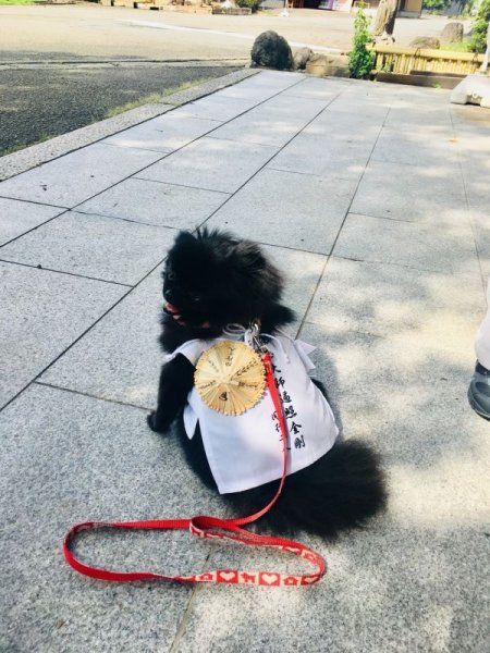 画像1: 白衣　Ｍ   さんや袋付き (1)