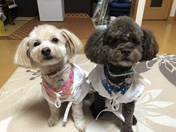 画像7: 白衣　Ｍ   さんや袋付き (7)