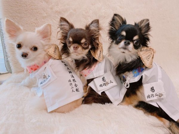 画像7: 白衣 S  さんや袋付き (7)