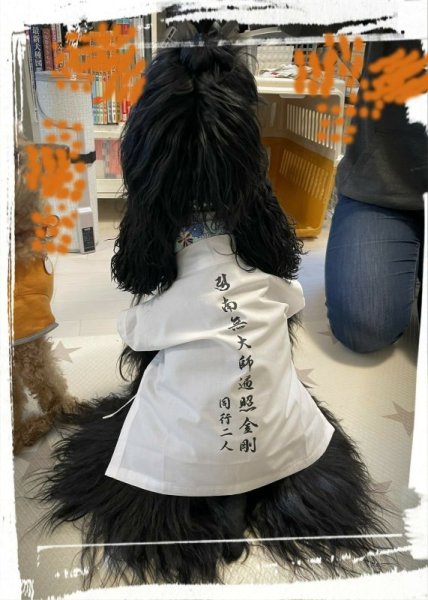 画像1: わんにゃん白衣　Lサイズ　　規格外品 (1)